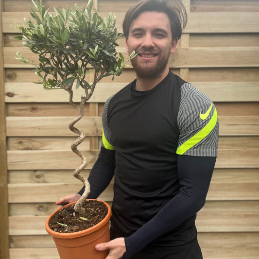 Elegant Corkscrew Olive Tree - Hardy 80 - 90cm Evergreen Beauty for Your Garden - plants - express.com