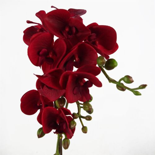 Elegant Dark Red Artificial Phalaenopsis Orchid in Gold Honeycomb Pot - 50cm - plants - express.com