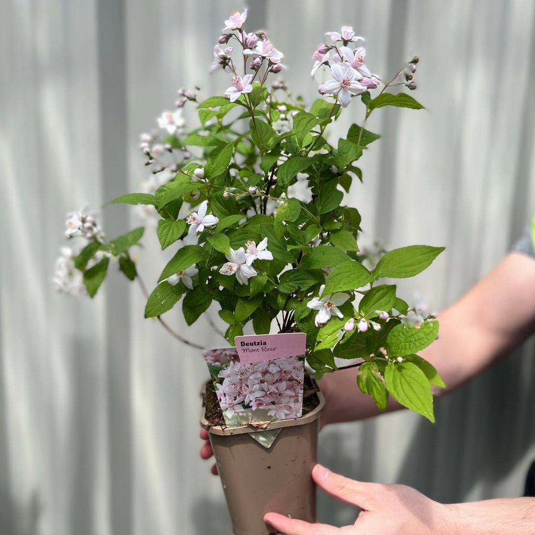 Elegant Deutzia 'Mont Rose' Shrub - Stunning Pink Flower Clusters in 1L/2L - plants - express.com