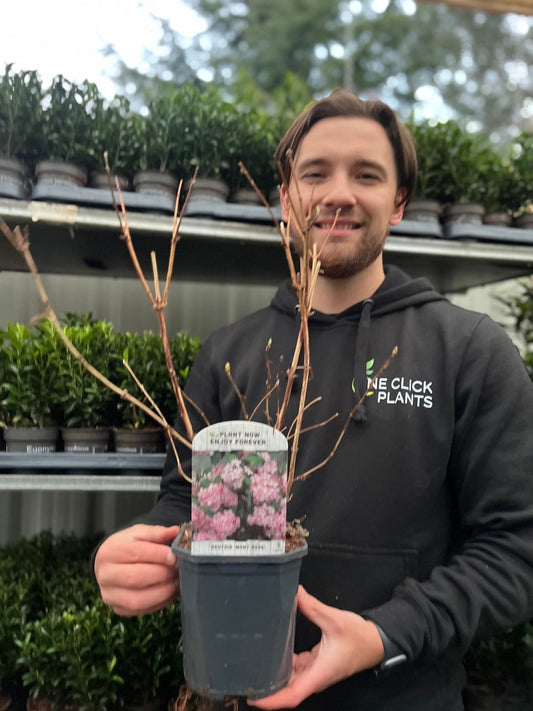 Elegant Deutzia 'Mont Rose' Shrub - Stunning Pink Flower Clusters in 1L/2L - plants - express.com