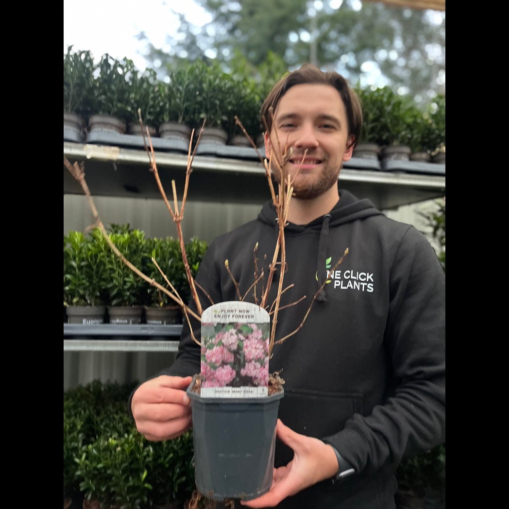 Elegant Deutzia 'Mont Rose' Shrub - Stunning Pink Flower Clusters in 1L/2L - plants - express.com