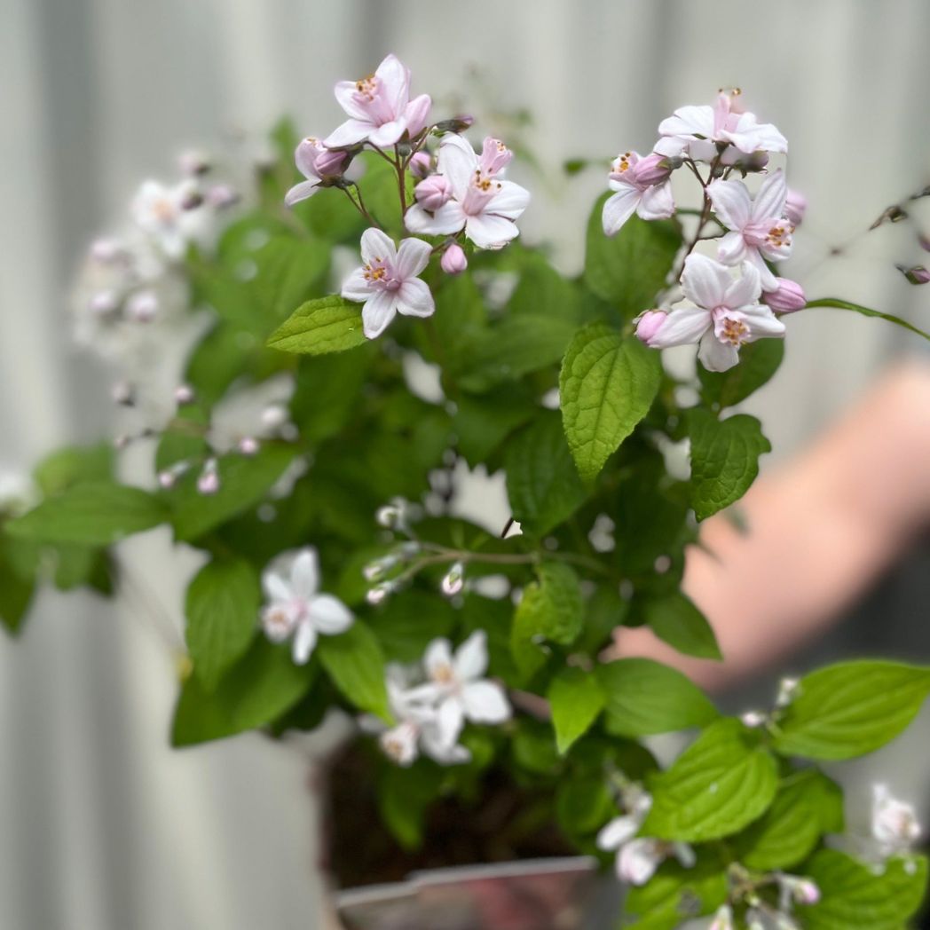 Elegant Deutzia 'Mont Rose' Shrub - Stunning Pink Flower Clusters in 1L/2L - plants - express.com