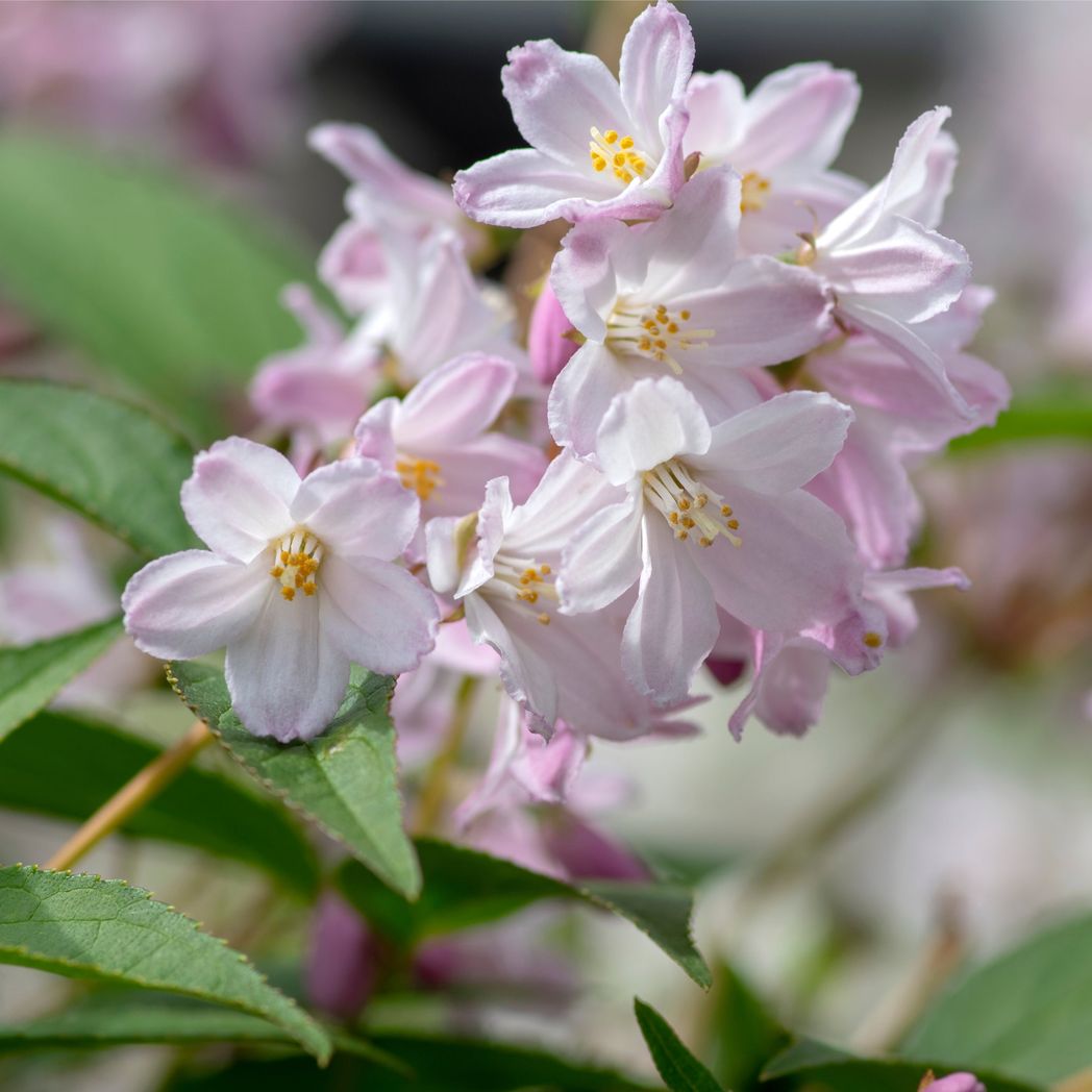 Elegant Deutzia 'Mont Rose' Shrub - Stunning Pink Flower Clusters in 1L/2L - plants - express.com