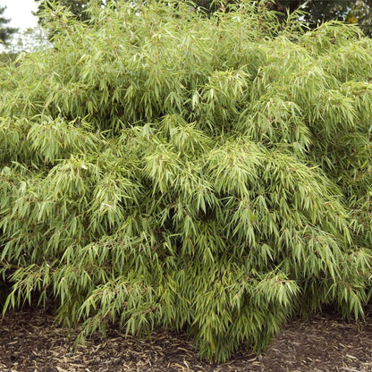 Elegant Fargesia Rufa Bamboo - Compact, Non - Invasive Beauty for Your Garden! - plants - express.com