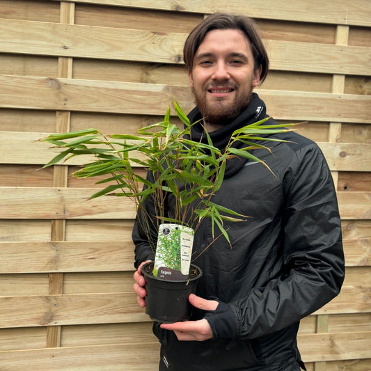 Elegant Fargesia Rufa Bamboo - Compact, Non - Invasive Beauty for Your Garden! - plants - express.com