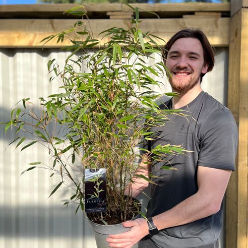 Elegant Fountain Bamboo - Non - Invasive Fargesia Rufa (90cm) for Your Garden - plants - express.com
