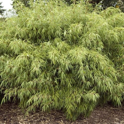 Elegant Fountain Bamboo - Non - Invasive Fargesia Rufa (90cm) for Your Garden - plants - express.com