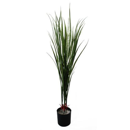 Elegant Green Dracaena in 20cm Ceramic Planter - Indoor/Outdoor Decor - plants - express.com