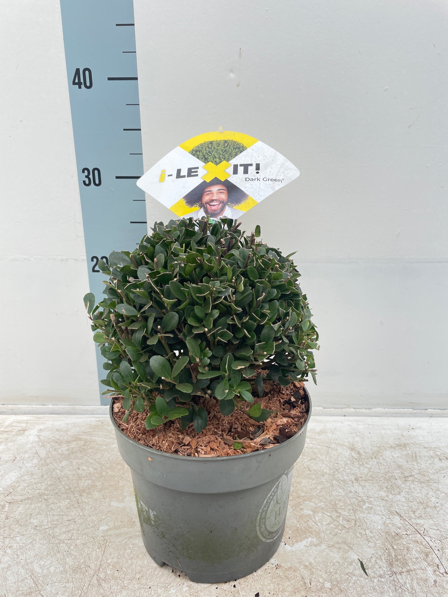 Elegant Ilex Crenata Dark Green Ball - Timeless Shrub for Sophisticated Landscapes - plants - express.com