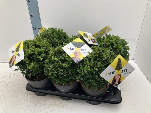 Elegant Ilex Crenata Dark Green Ball - Timeless Shrub for Sophisticated Landscapes - plants - express.com