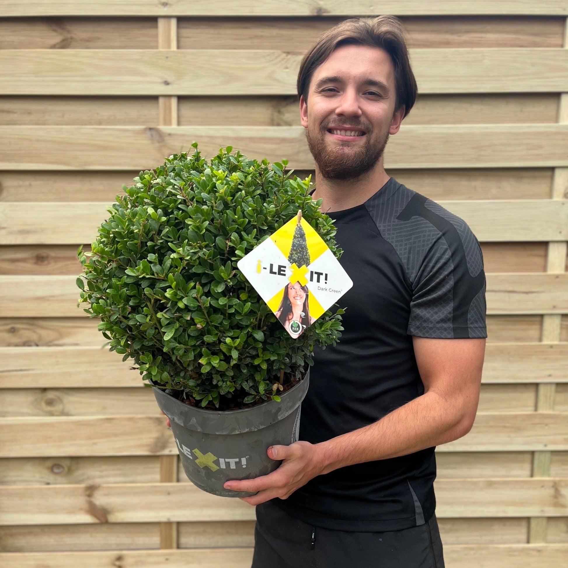 Elegant Ilex Crenata Dark Green Ball - Timeless Shrub for Sophisticated Landscapes - plants - express.com
