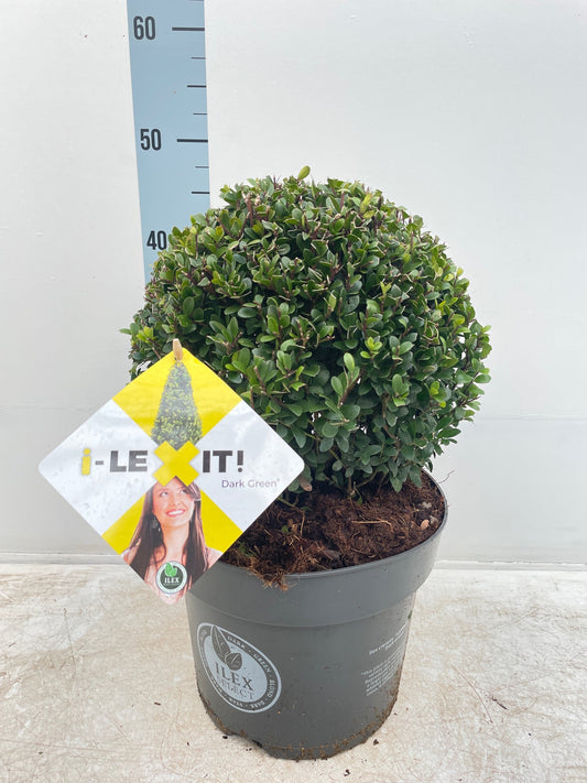 Elegant Ilex Crenata Dark Green Ball - Timeless Shrub for Sophisticated Landscapes - plants - express.com