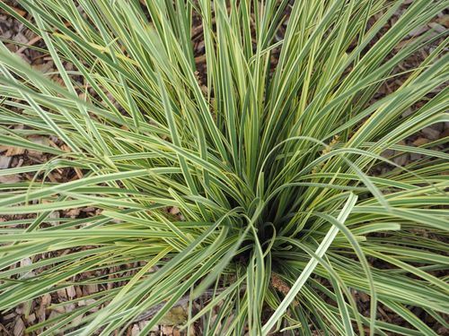 Elegant Lomandra 'White Sands' - Pre - Order for March 2025 Delivery! - plants - express.com