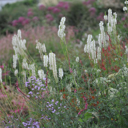 Elegant Sanguisorba 'White Brushes' - 2L Perennial for Stunning Garden Borders - plants - express.com