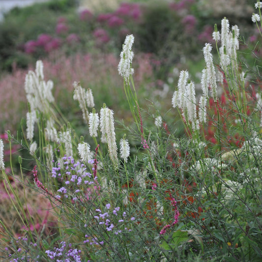 Elegant Sanguisorba 'White Brushes' - 2L Perennial for Stunning Garden Borders - plants - express.com