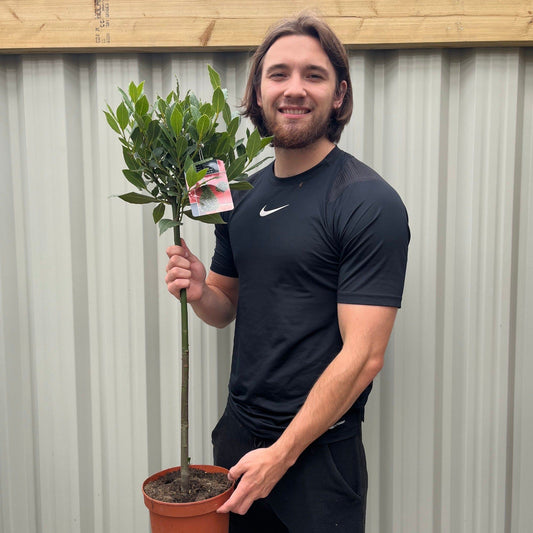 Elegant Standard Bay Tree - Laurus nobilis | 90 - 100cm Tall, Low Maintenance - plants - express.com