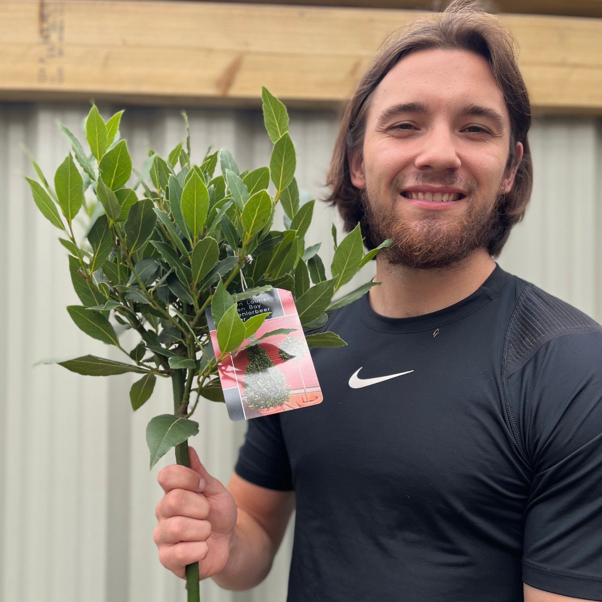 Elegant Standard Bay Tree - Laurus nobilis | 90 - 100cm Tall, Low Maintenance - plants - express.com