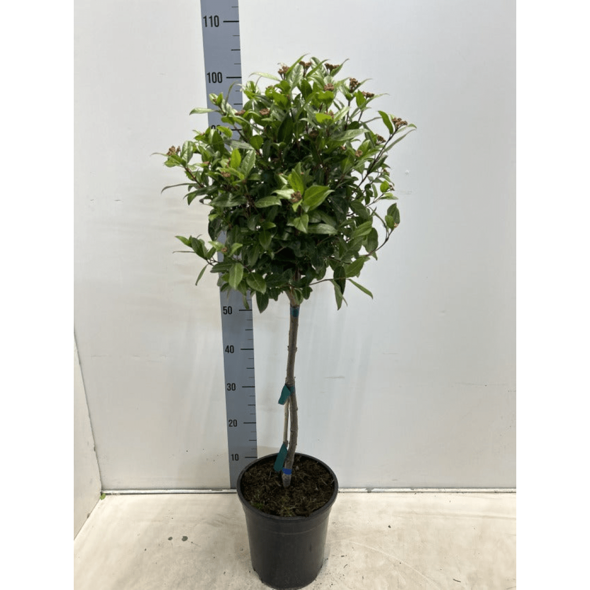 Elegant Viburnum Tinus Patio Tree - Year - Round Beauty for Small Spaces - plants - express.com