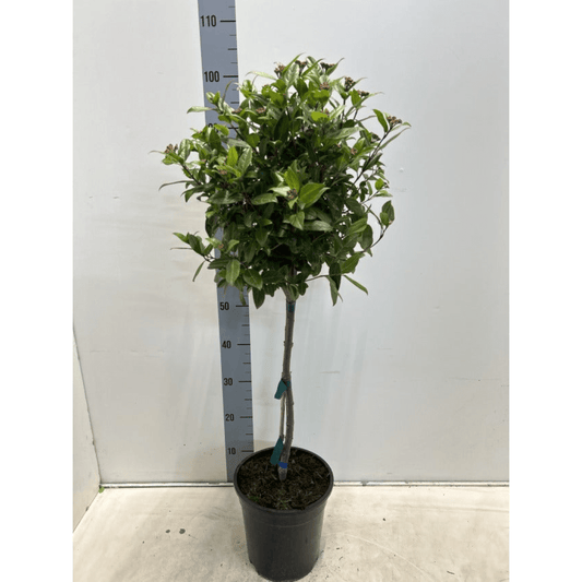 Elegant Viburnum Tinus Patio Tree - Year - Round Beauty for Small Spaces - plants - express.com
