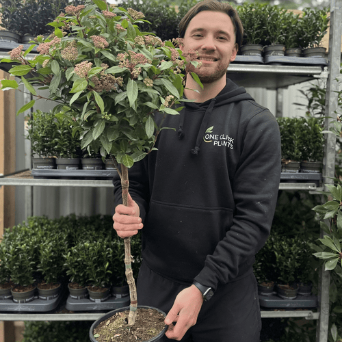 Elegant Viburnum Tinus Patio Tree - Year - Round Beauty for Small Spaces - plants - express.com