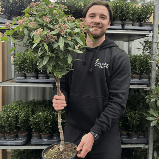 Elegant Viburnum Tinus Patio Tree - Year - Round Beauty for Small Spaces - plants - express.com