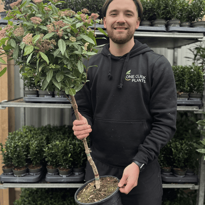 Elegant Viburnum Tinus Patio Tree - Year - Round Beauty for Small Spaces - plants - express.com