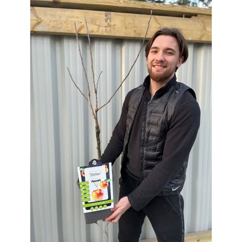 Elstar Dwarf Apple Tree - Perfect For Patios & Balconies, Medium Sweet Apples! - plants - express.com