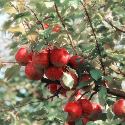 Elstar Dwarf Apple Tree - Perfect For Patios & Balconies, Medium Sweet Apples! - plants - express.com