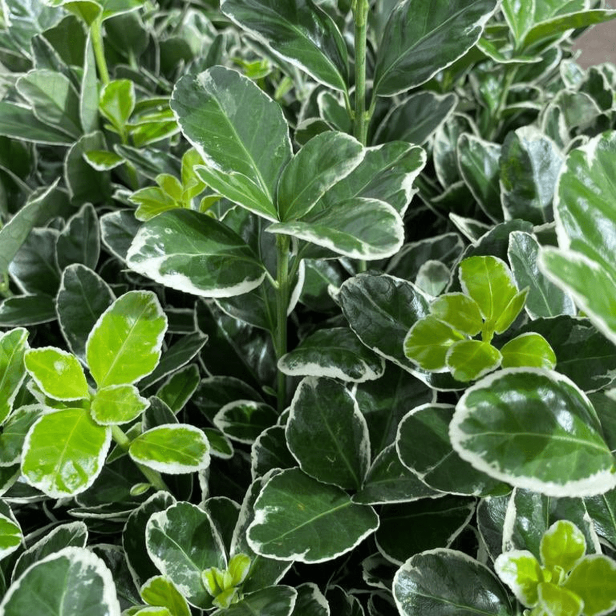 Emerald Gaiety Euonymus fortunei - Low - Maintenance Evergreen Hedge (1L/5L) - plants - express.com