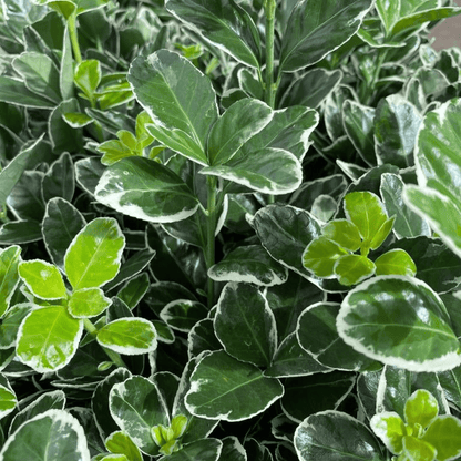 Emerald Gaiety Euonymus fortunei - Low - Maintenance Evergreen Hedge (1L/5L) - plants - express.com