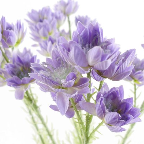 Enchanting 6 - Pack Purple Starflower Stems - Ideal for Stunning Arrangements! - plants - express.com