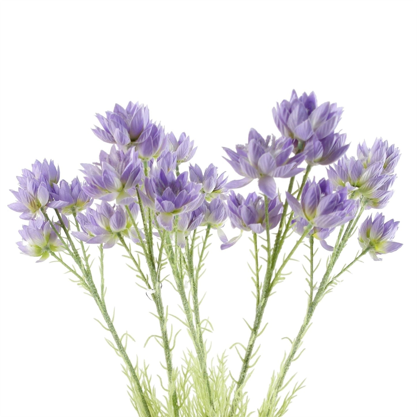 Enchanting 6 - Pack Purple Starflower Stems - Ideal for Stunning Arrangements! - plants - express.com