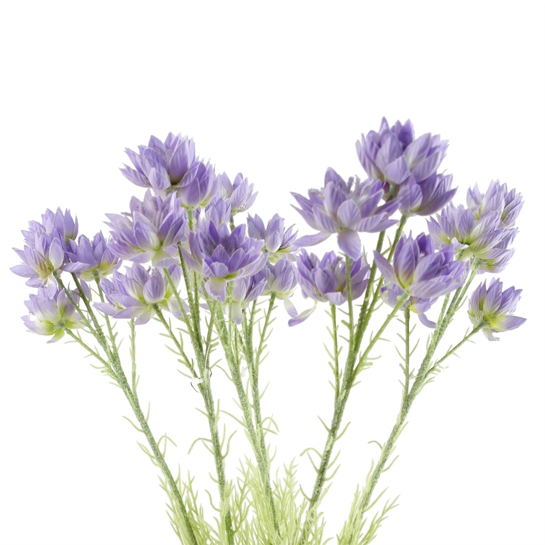 Enchanting 6 - Pack Purple Starflower Stems - Ideal for Stunning Arrangements! - plants - express.com