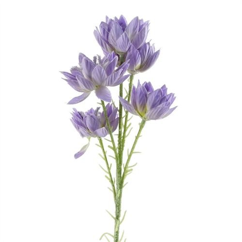 Enchanting 6 - Pack Purple Starflower Stems - Ideal for Stunning Arrangements! - plants - express.com