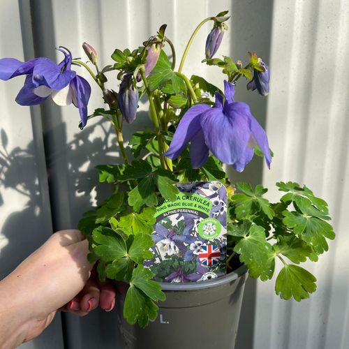 Enchanting Aquilegia 'Spring Magic Blue' Perennial - Delicate Blooms & Graceful Form - plants - express.com