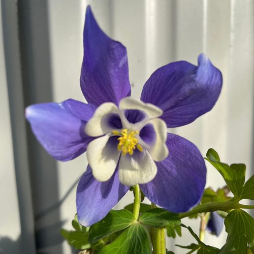 Enchanting Aquilegia 'Spring Magic Blue' Perennial - Delicate Blooms & Graceful Form - plants - express.com