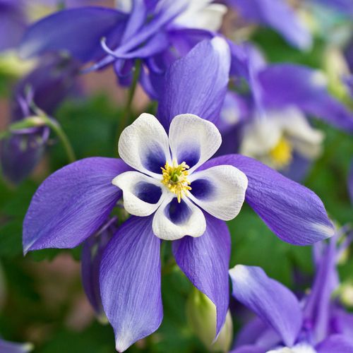 Enchanting Aquilegia 'Spring Magic Blue' Perennial - Delicate Blooms & Graceful Form - plants - express.com