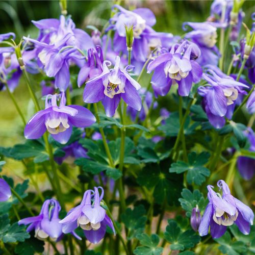 Enchanting Aquilegia 'Spring Magic Blue' Perennial - Delicate Blooms & Graceful Form - plants - express.com
