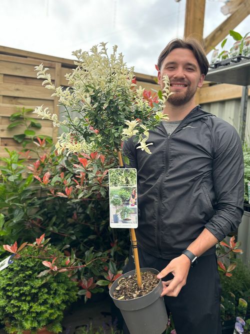 Enchanting Euonymus 'Harlequin' Standard Tree - Year - Round Color Delight! - plants - express.com