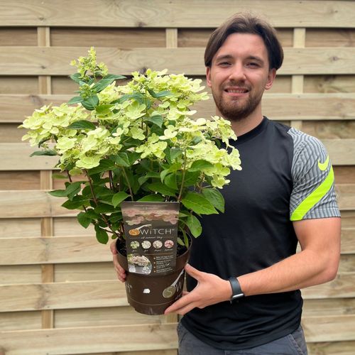 Enchanting Hydrangea 'Ophelia' - Color - Changing Blooms, Perfect for Your Garden! - plants - express.com