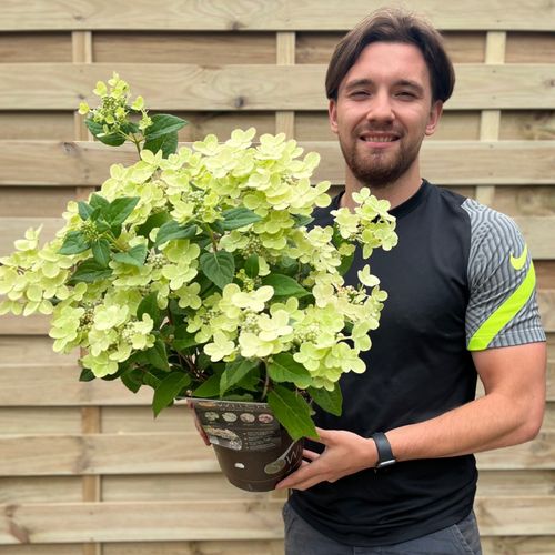 Enchanting Hydrangea 'Ophelia' - Color - Changing Blooms, Perfect for Your Garden! - plants - express.com