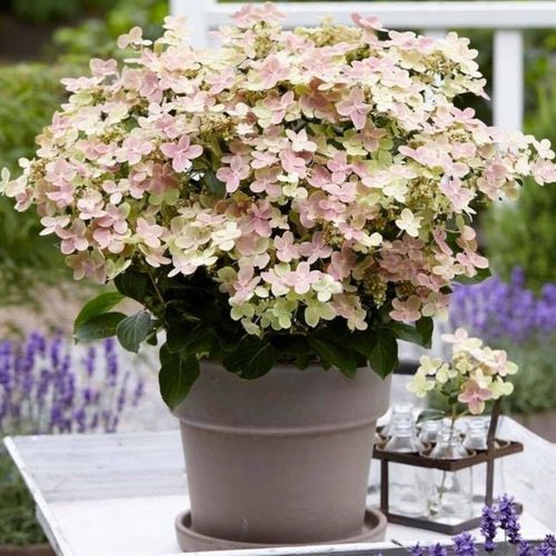 Enchanting Hydrangea 'Ophelia' - Color - Changing Blooms, Perfect for Your Garden! - plants - express.com