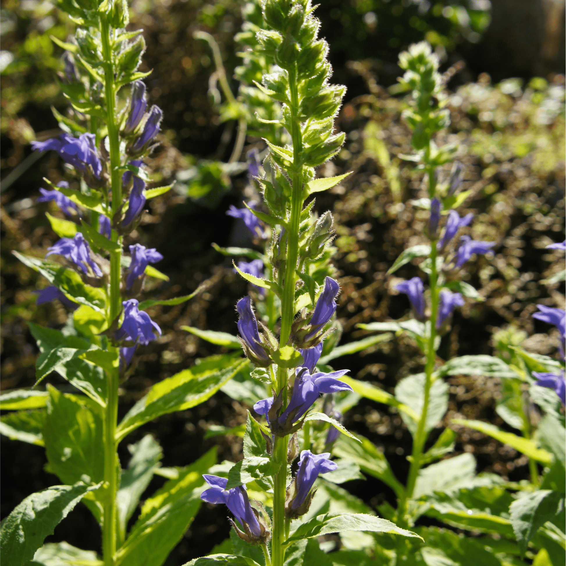 Enchanting Lobelia 'Fan Blue' - Vibrant Perennial with Stunning Rose Spikes - plants - express.com