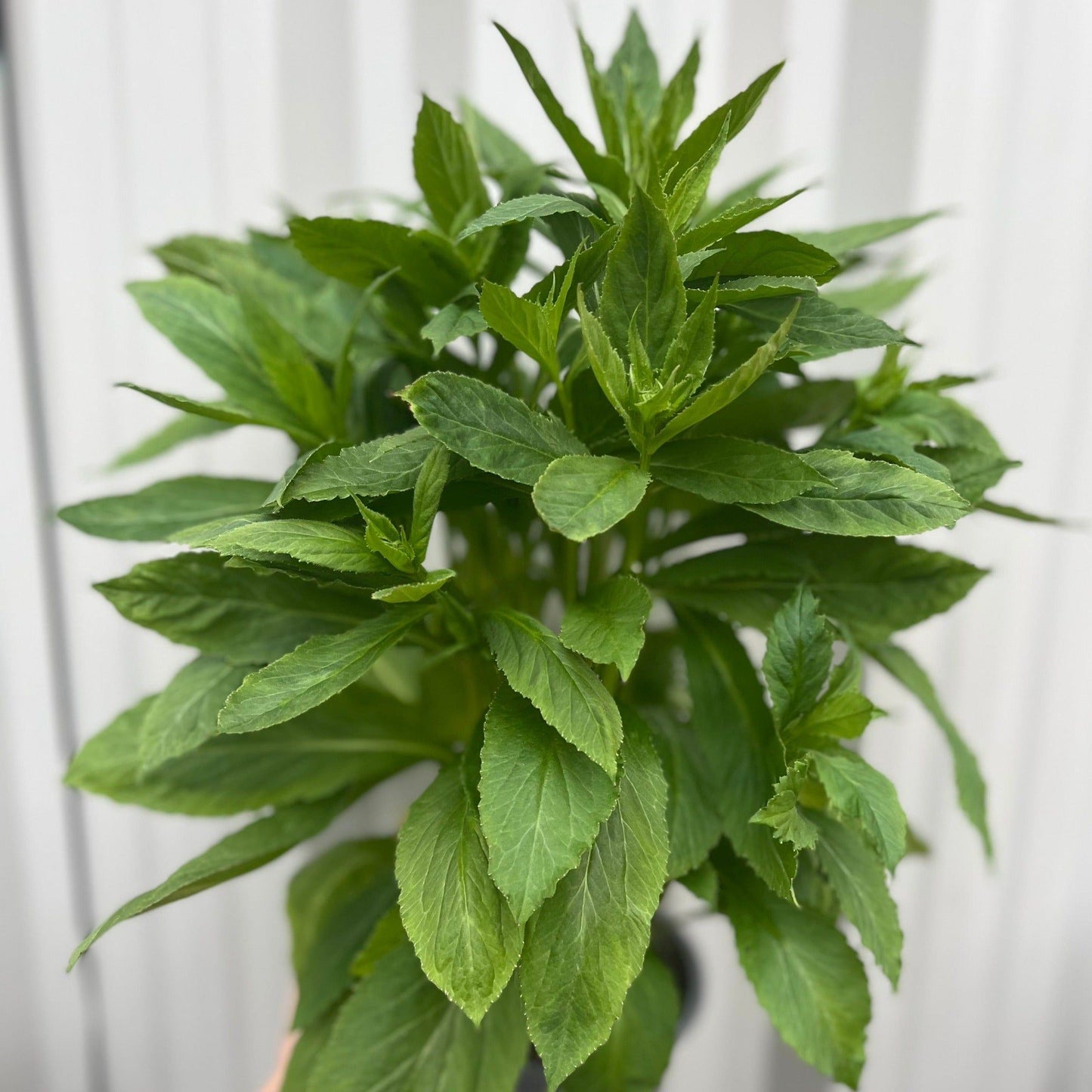 Enchanting Lobelia 'Fan Blue' - Vibrant Perennial with Stunning Rose Spikes - plants - express.com