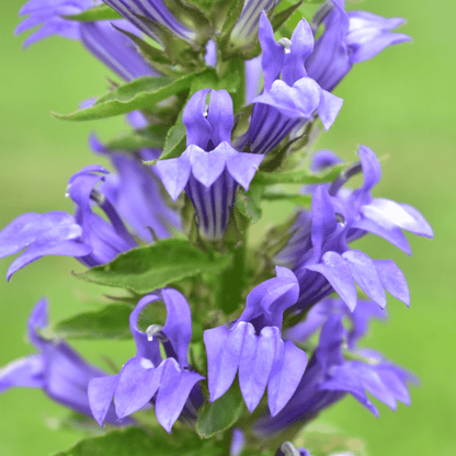Enchanting Lobelia 'Fan Blue' - Vibrant Perennial with Stunning Rose Spikes - plants - express.com