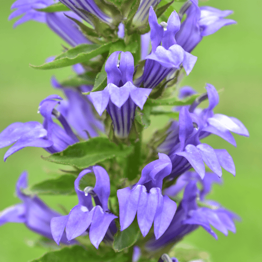 Enchanting Lobelia 'Fan Blue' - Vibrant Perennial with Stunning Rose Spikes - plants - express.com