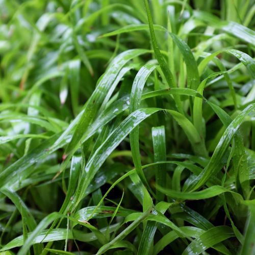 Enchanting Luzula Sylvatica: Lush Green Ground Cover for Shaded Gardens - plants - express.com