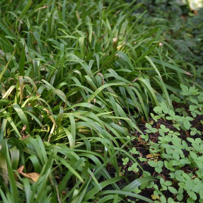Enchanting Luzula Sylvatica: Lush Green Ground Cover for Shaded Gardens - plants - express.com