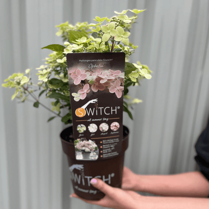 Enchanting Ophelia Hydrangea - Vibrant Color - Changing Blooms in 3L Pot - plants - express.com