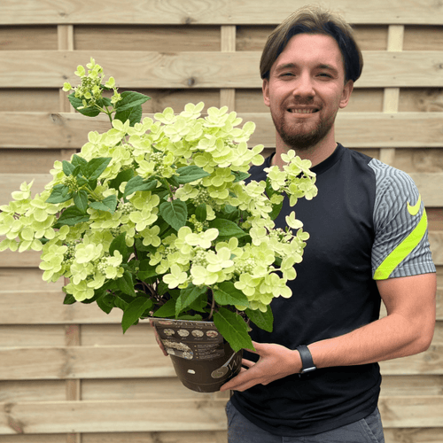 Enchanting Ophelia Hydrangea - Vibrant Color - Changing Blooms in 3L Pot - plants - express.com